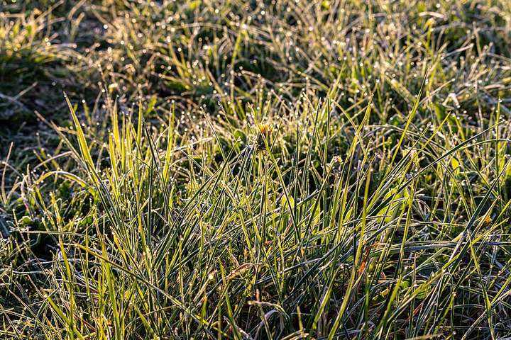 Morning dew on grass