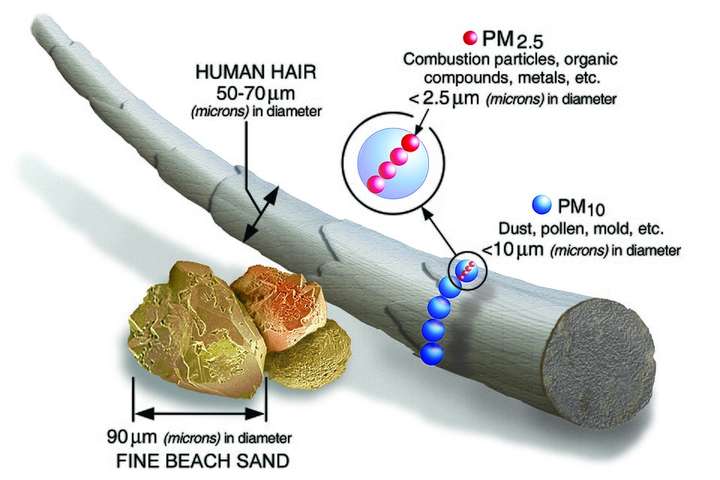 A human hair beside fine and coarse particles, drawn to scale