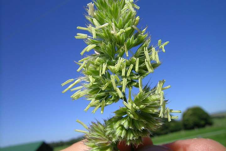 A grass flower head with its anthers out