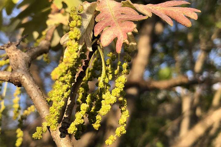 Oak catkins shedding pollen