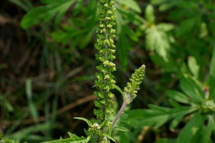 Common ragweed in flower